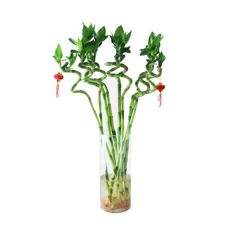 新款节节高富贵竹转运竹植物客厅花瓶家用水培 55cm转运竹6支 营养液
