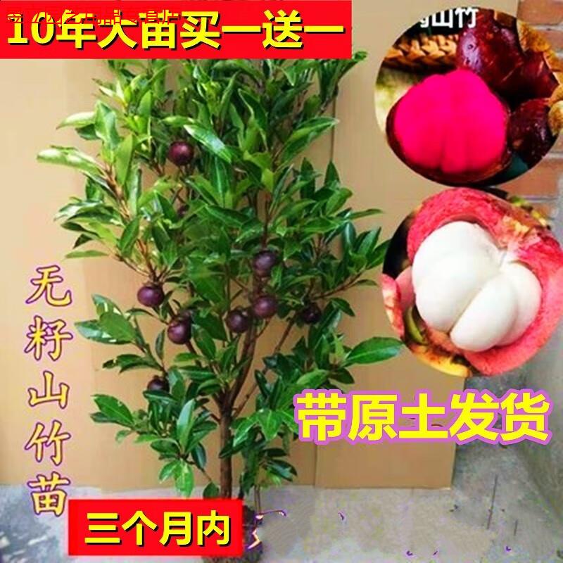 七流婉进口品质泰国无籽山竹苗山竹树苗果树苗盆栽地栽当年结果南北方
