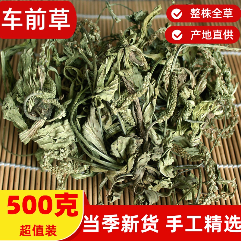 康中尊 野外生车前草500g克中药原材新鲜整株车前草茶车轮草干货牛