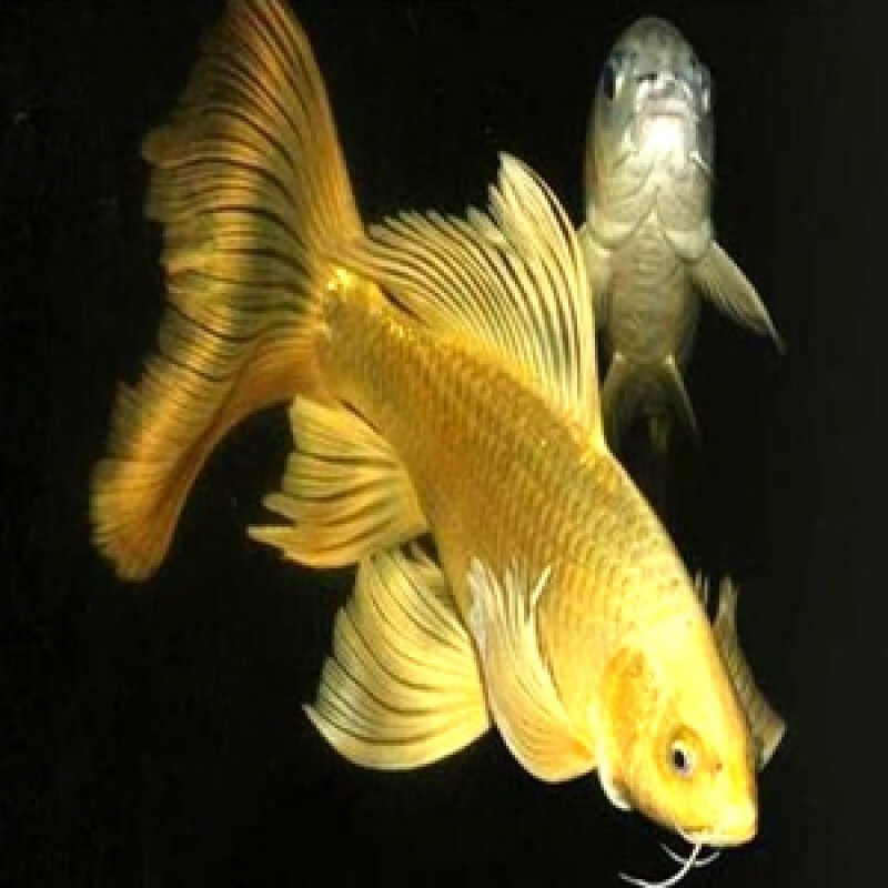 蝴蝶鲤纯种淡水锦鲤鱼红草金观赏鱼黄金锦鲤黄金龙凤鱼 9-12厘米黄金
