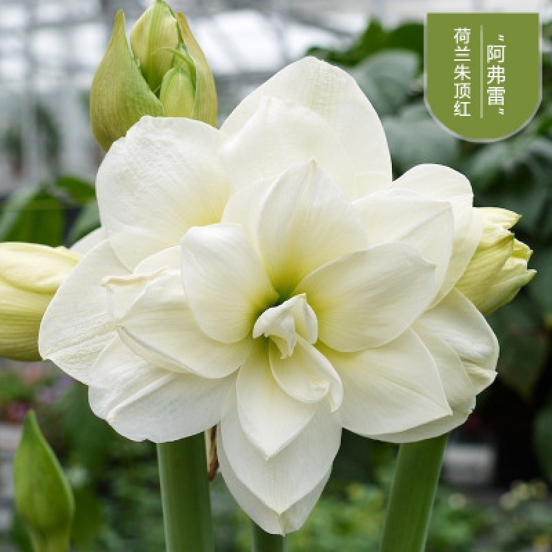 菜友菜友进口朱顶红种球超大特大重瓣带花盆栽花卉室内外阳台庭院植物