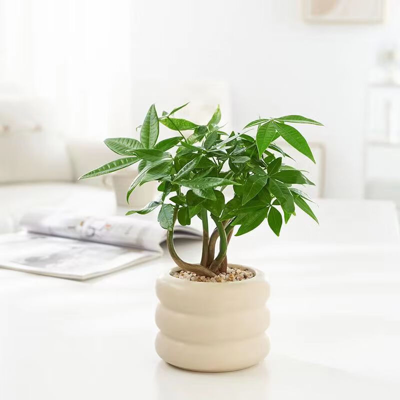 奇趣发财树 奶油甜甜圈盆