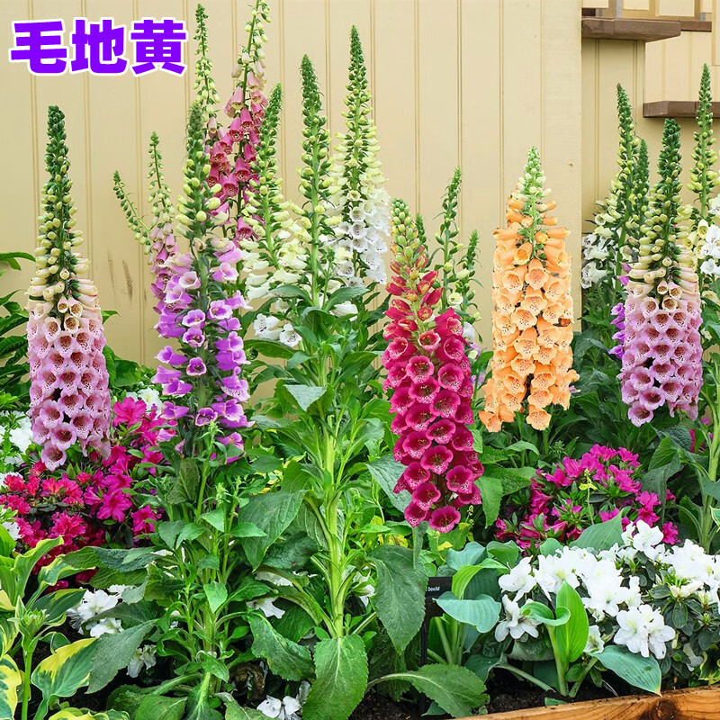 种子指顶花吊钟花籽庭院花镜室内外阳台耐寒秋季播花种籽子 【毛地黄