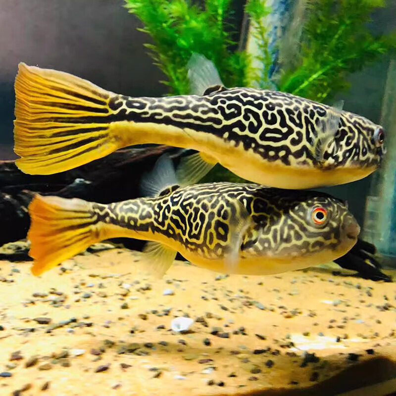 皇冠狗头鱼鱼活体网红气泡鱼大型中层观赏鱼可配龙鱼包活 皇冠狗头4