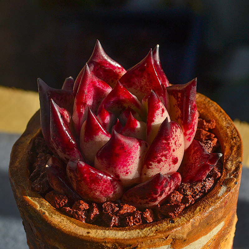 血色罗密欧血罗血斑云南露养多肉花植物组合盆栽超萌肉肉 【云南露养