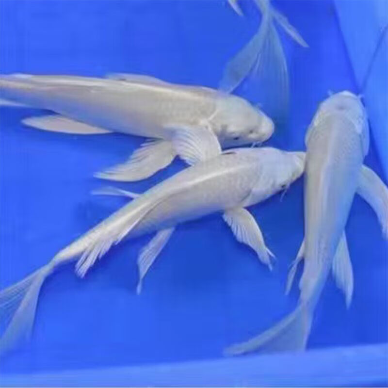 荣郁龙凤锦鲤白金龙凤黑金龙凤黄金龙凤长尾大鳍锦鲤冷水鱼 精选白金