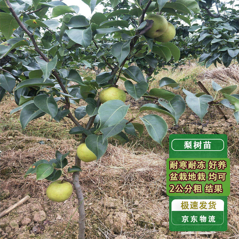 ͨ����������������޽��������ϱ�����ֲ�����2���״�1��Դͷֱ��