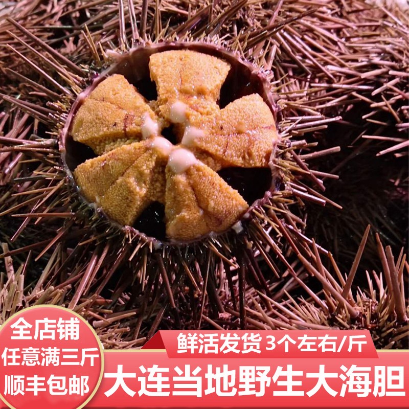 【顺丰速运-超朴】大连紫海胆黄金海胆3-5只500g鲜活当地黑海胆即食