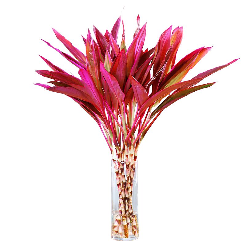 三根毛富贵竹观音竹龙竹水培植物花卉客厅转运竹办公室盆栽 紫叶竹80