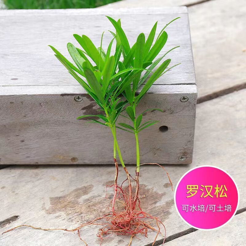 造景办公室桌面网红绿植盆栽四季好养净化空气植物 幼苗罗汉松16棵