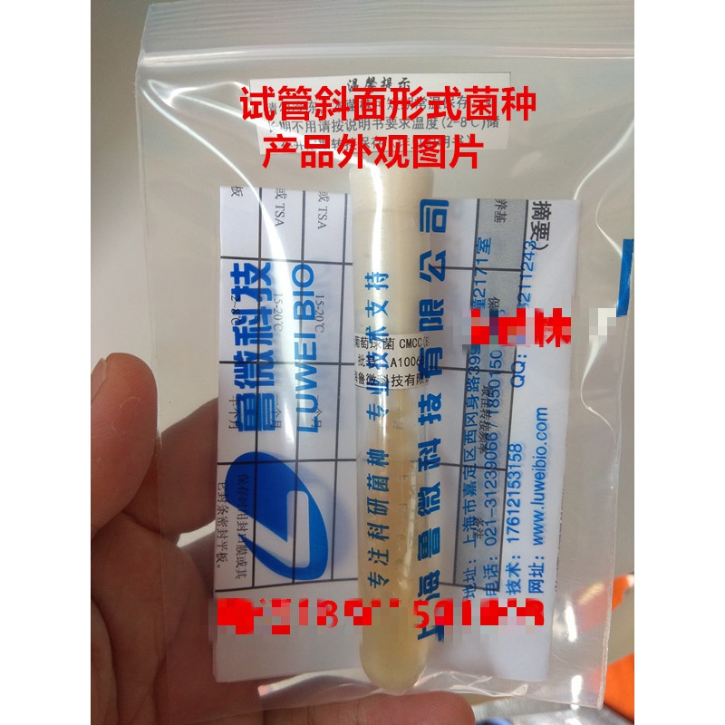 【斜面】普通变形杆菌[cmcc(b)49027]标准菌株,2代斜面菌种