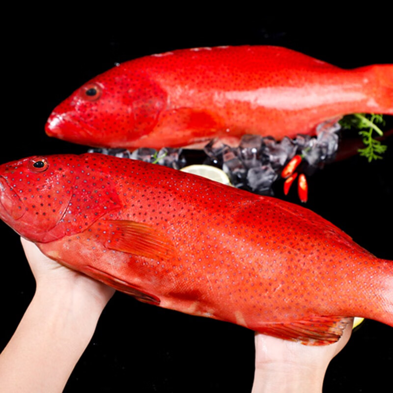航海猫海捕冰鲜东星斑新鲜活冻红色石斑鱼2000-300g/条深海鱼类海鲜