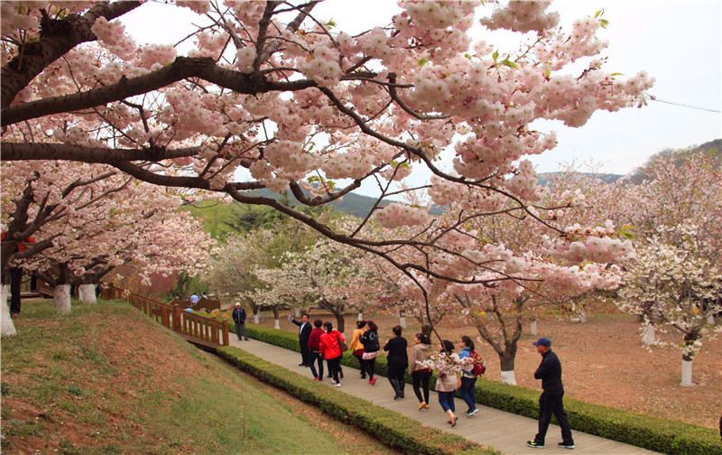 旅顺203樱花园成人票 203高地 景点门票