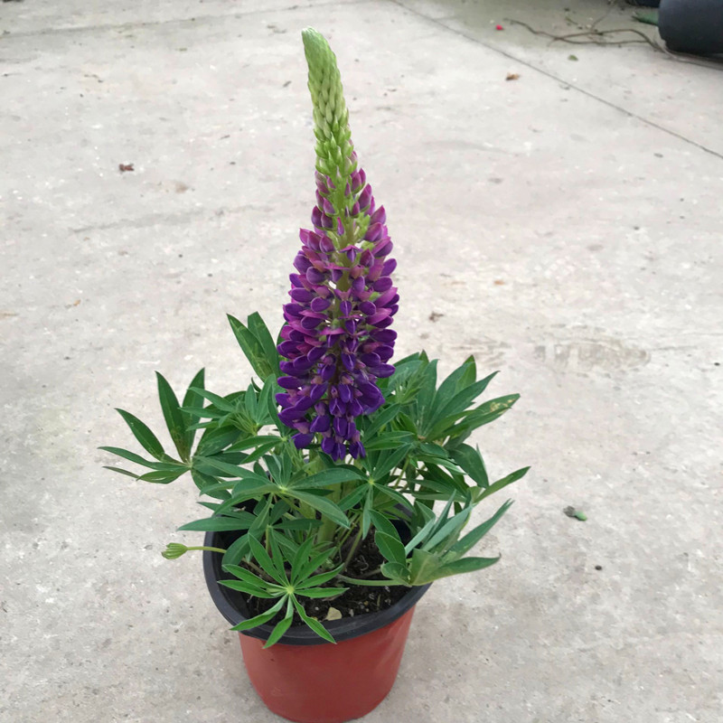 鲁冰花盆栽羽扇豆四季开花好养耐寒草本多年生庭院阳台花卉 鲁冰花