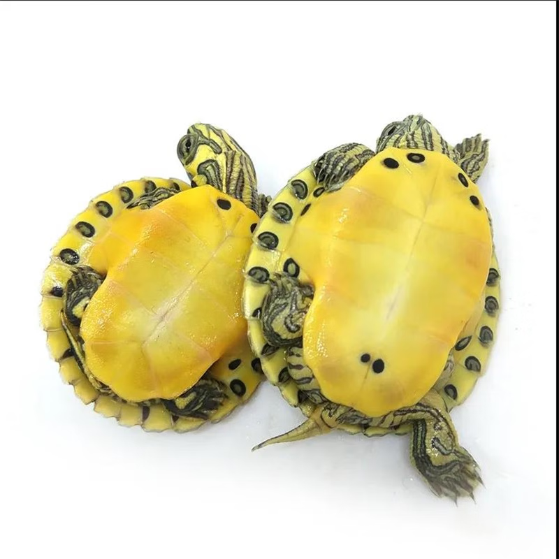 萌龟饲家(mengguisijia)十元多种小乌龟活体巴西草龟花龟南石龟墨龟