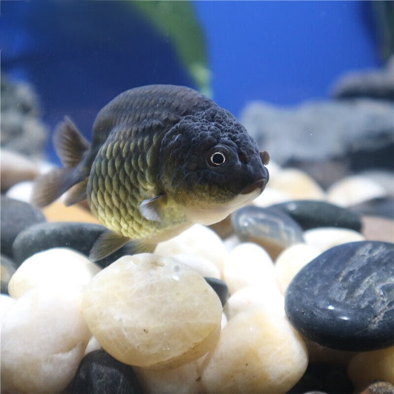 怎么看水族活体的历史价格|水族活体价格比较