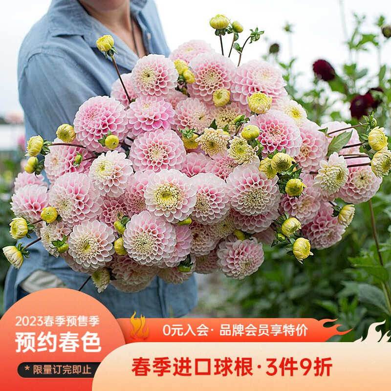 查种球历史价格|种球价格走势