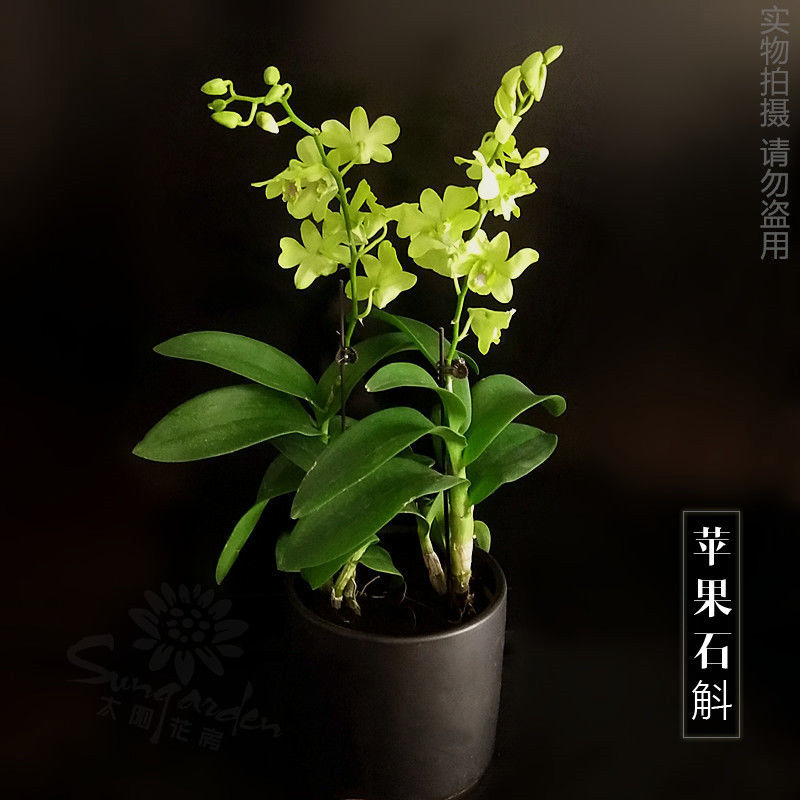 【精选】澳洲香水石斛兰花苗浓香型花卉绿植室内盆栽铁皮石斛苗 超香青苹果石斛兰 2-3苗无+品裸根发货