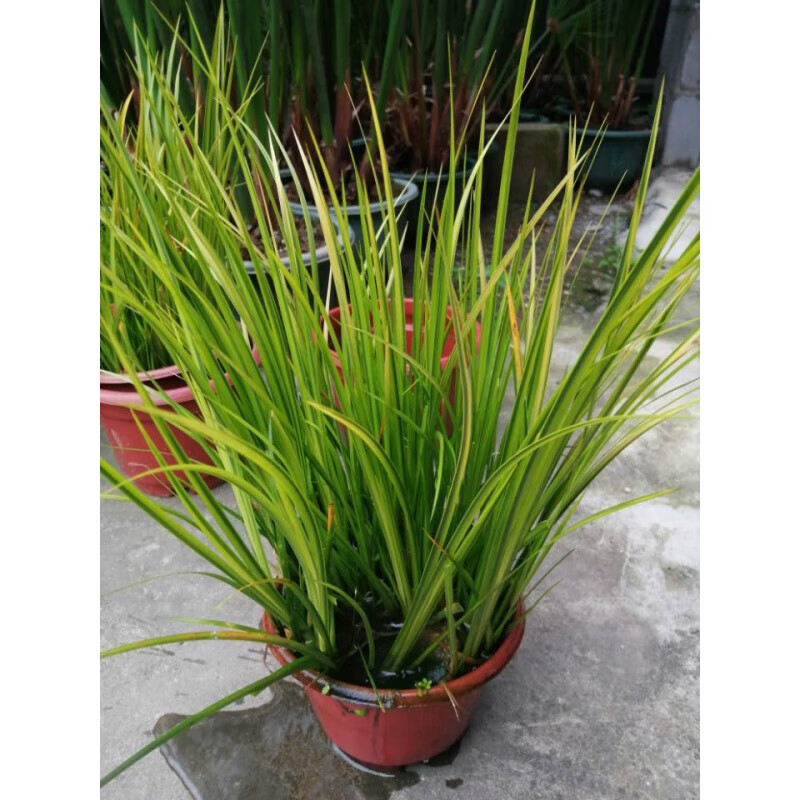 醉春木金叶石菖蒲植物水培菖蒲盆栽水养土养植物菖蒲多年生草本植物