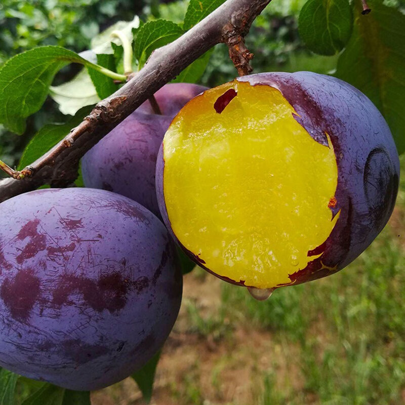 caifan黑布林李子大果脆李黑金刚恐龙蛋新鲜当季孕妇水果 大果 5斤