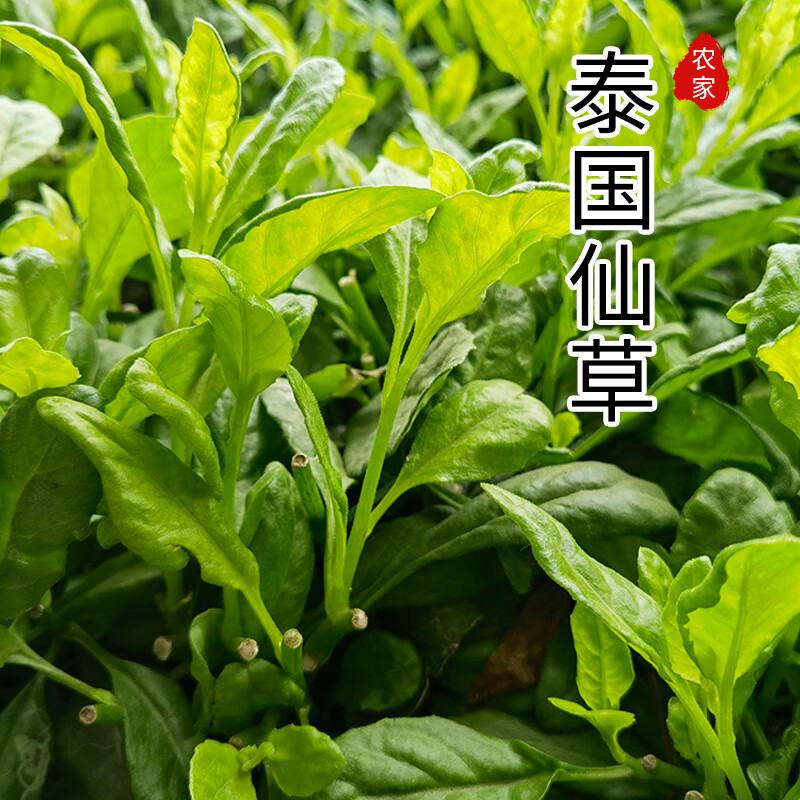 食点鲜 泰国仙草原生态种植 280g s dx