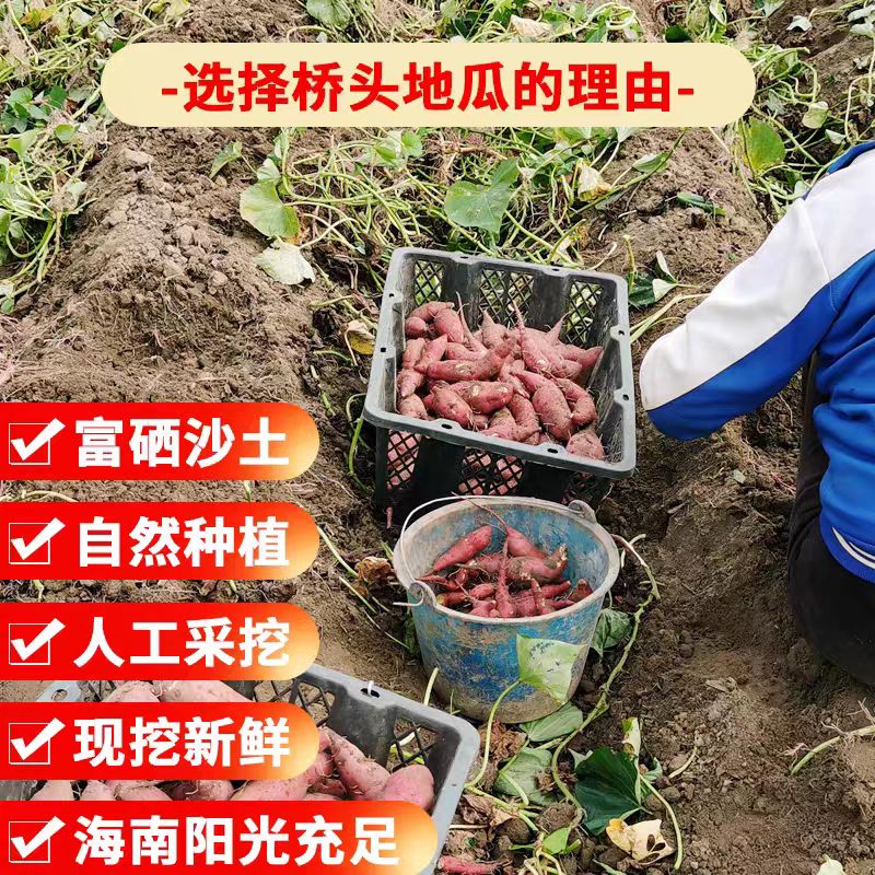 桥头地瓜5