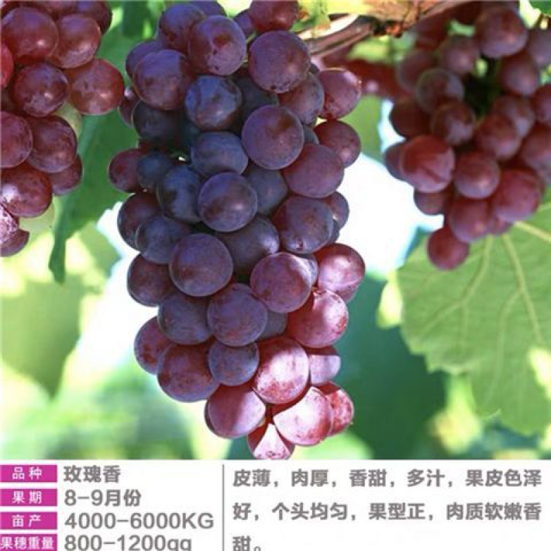 葡萄苗盆栽南北方品种植果树当年结果地栽巨峰葡萄树苖耐寒 玫瑰香