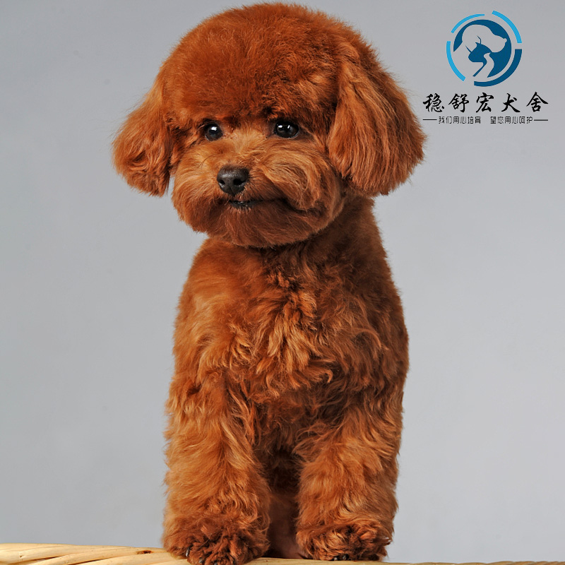 纯种泰迪狗幼崽狗狗活体宠物狗泰迪犬活犬小型犬棕色小泰迪幼犬贵宾犬