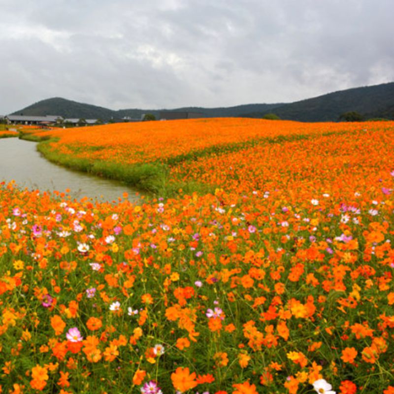 花种籽子种子阳台花卉花籽开花盆栽室外庭院耐寒多年生 硫华菊一斤