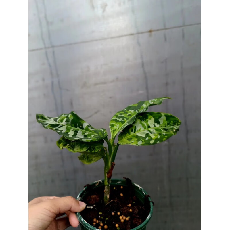 醉春木进口雨林植物花叶安达曼迷彩粗肋草三色aglaonemapictum