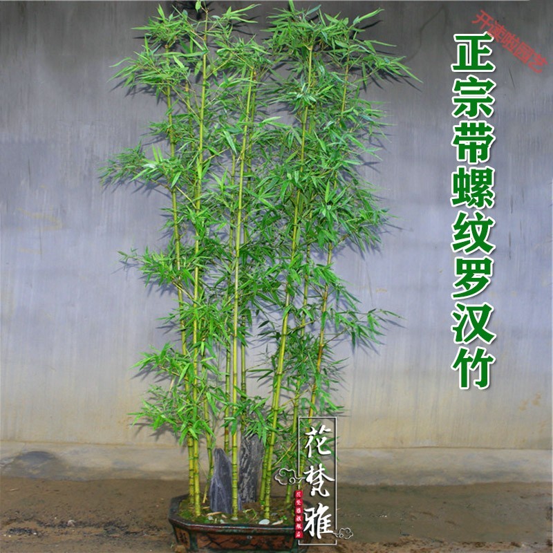 竹子苗名贵品种正宗罗汉竹佛肚竹庭院室外观赏竹室内盆栽矮化竹苗