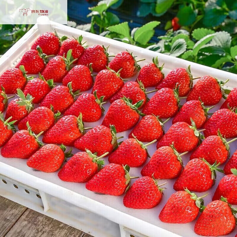 京东草莓如何查看历史价格|草莓价格走势图