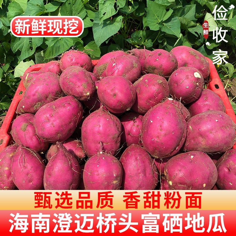 鹿凌青海南桥头地瓜农家种植澄迈富硒新鲜沙地红薯板栗薯自家粉糯番薯 圆果 2.5kg 5斤