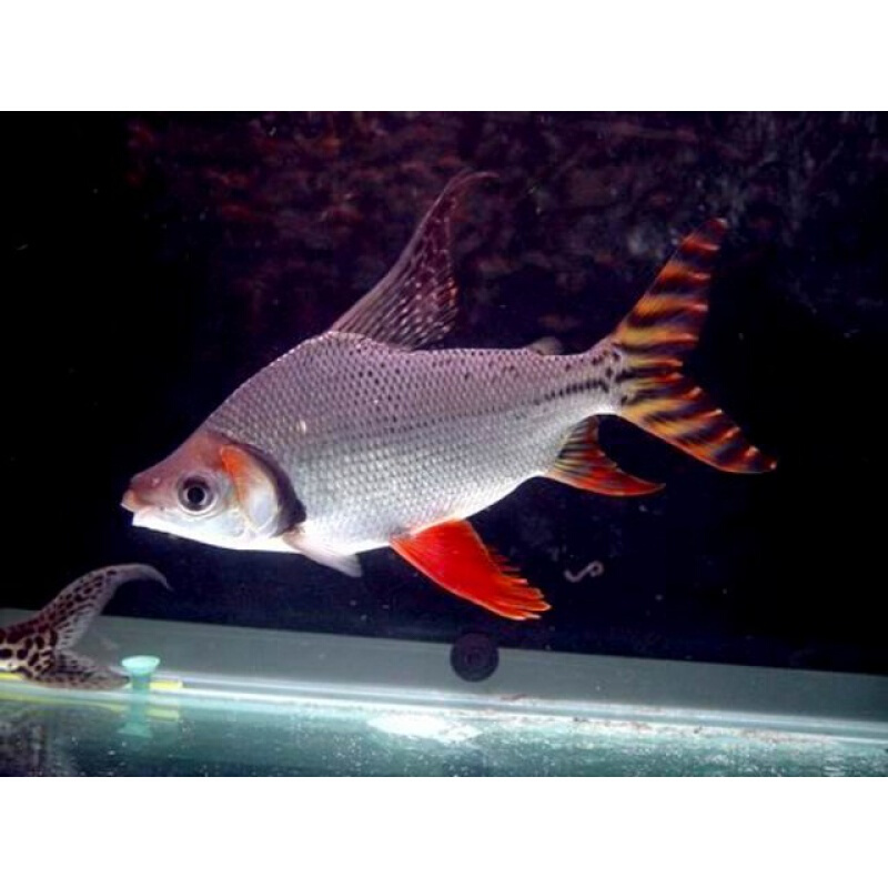 【店铺推荐】飞凤鱼观赏鱼直纹飞凤清洁龙鱼配鱼吃垃圾鱼凤鱼活体 16
