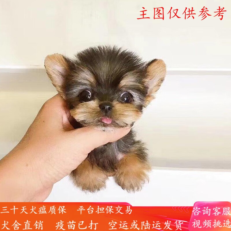 福贝纯享纯种宠物狗狗活体约克夏犬幼犬幼崽小型犬 宠物级 宠物级a款