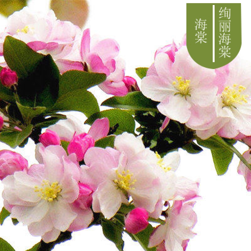 绚丽海棠 4年苗分叉多