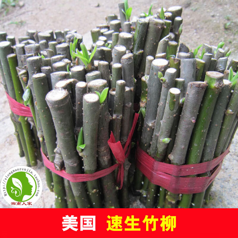 文静花坊    速生竹柳树苗 纯正3号竹柳小苗大苗 竹柳10～12cm扦插