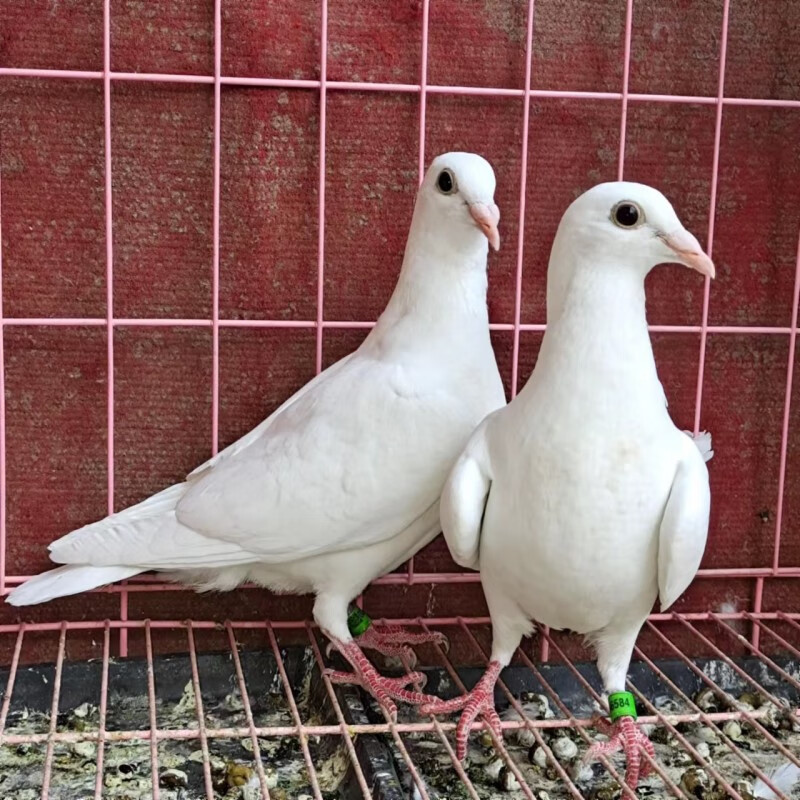 鸽子活一对信鸽幼鸽种鸽血统鸽远程鸽系李鸟白信鸽青年幼鸽配好对 纯