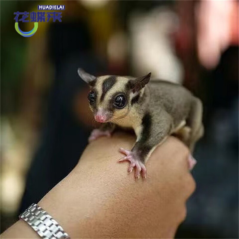 蜜袋鼯活物异宠蜜袋鼬鼠抖音滑翔口袋小飞鼠白马包活幼崽铂金 原色奶