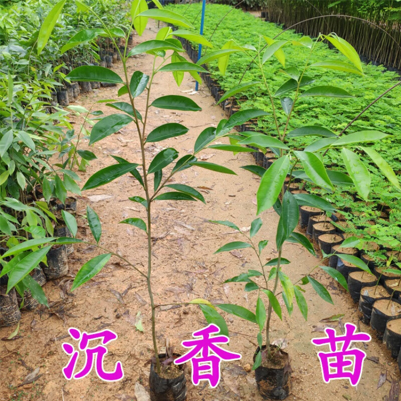 植果缘(fruit border)正宗沉香树苗 奇楠沉香苗 名贵树沉香苗珍贵药材