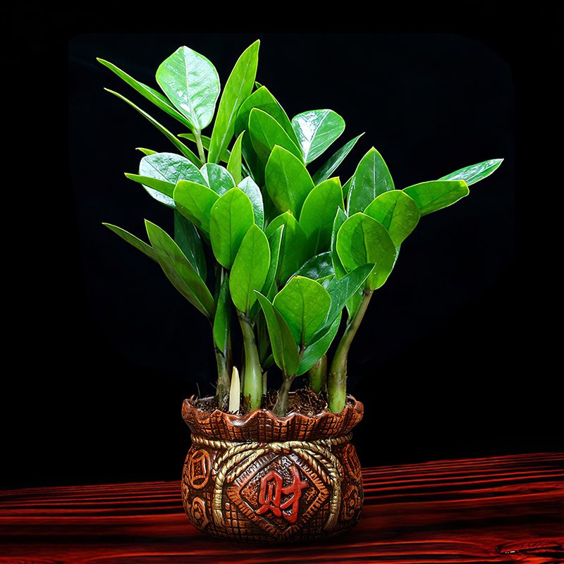 金之春 金钱树盆栽植物室内大绿植 钱串子客厅四季常青发财树盆景 财