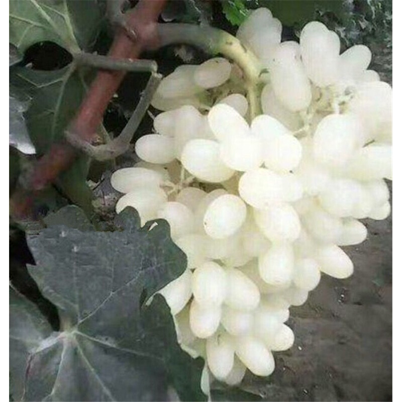 汉柠  新品种 马奶提子无核奶油葡萄 白牛奶葡萄苗南方北方种植当年