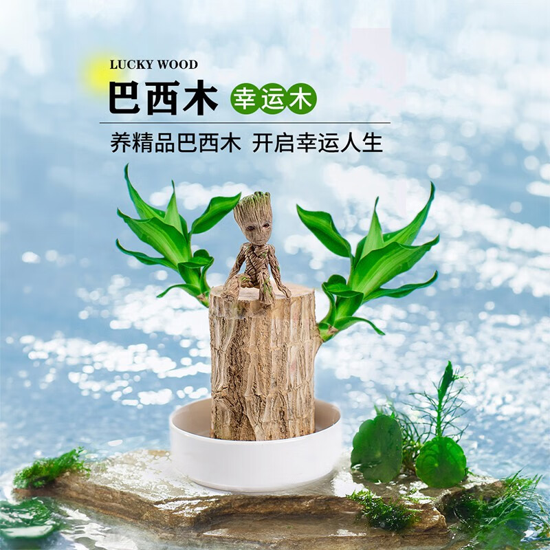 临雅巴西木格鲁特幸运木开花水养绿植室内盆栽带芽发货小树人水培植物 双芽5-6cm-高8cm+白瓷盆+格鲁特属于什么档次?