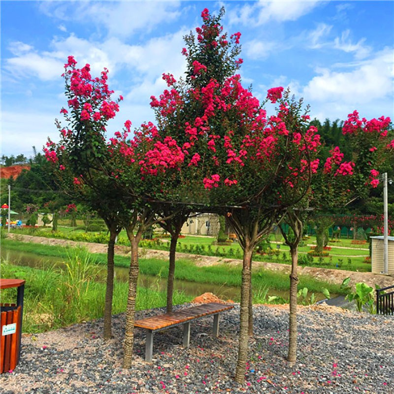 紫薇树苗绿化苗木庭院阳台盆栽地栽植物 单杆紫薇4公分粗度(品种备注)