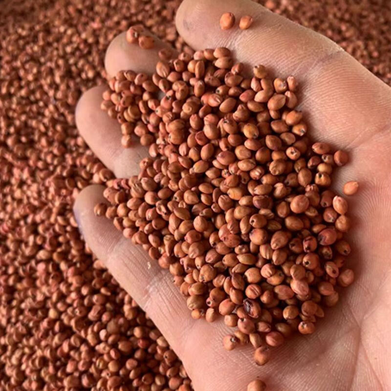 进口高丹王牧草种子养殖猪牛羊鱼虾蟹畜禽水产杂交苏丹草牧草籽 高丹