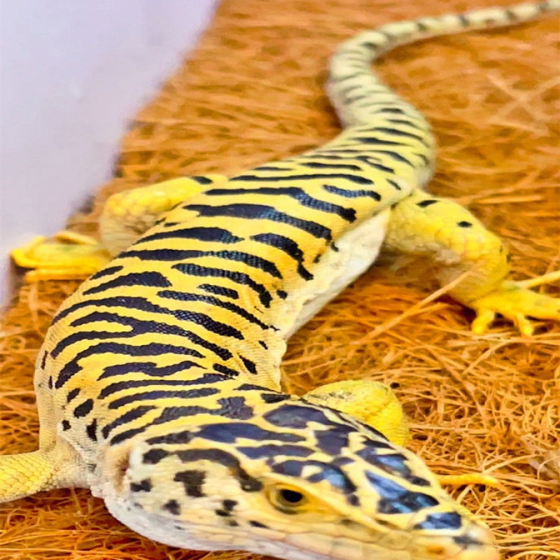 【】豹纹虎纹虫纹卷尾守宫鬃狮蜥蜴爬宠活体温顺好上手 沙漠之虎1只