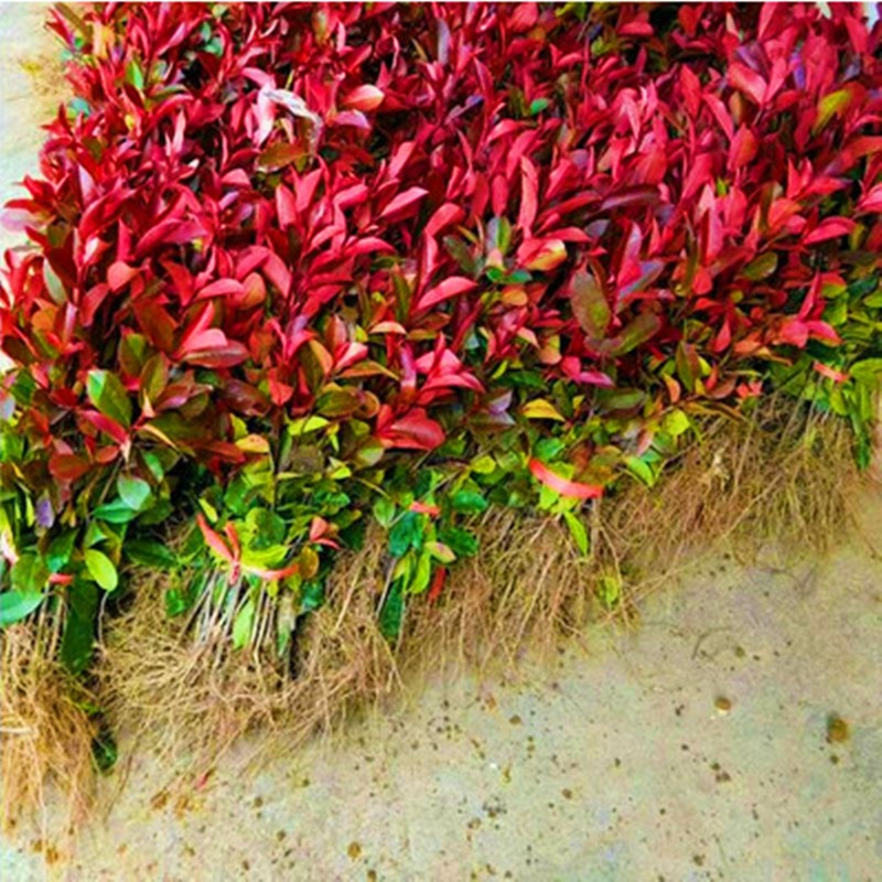 滨淇红叶石楠小苗红叶石楠球绿化苗木 红叶石楠小苗40-50cm高100棵