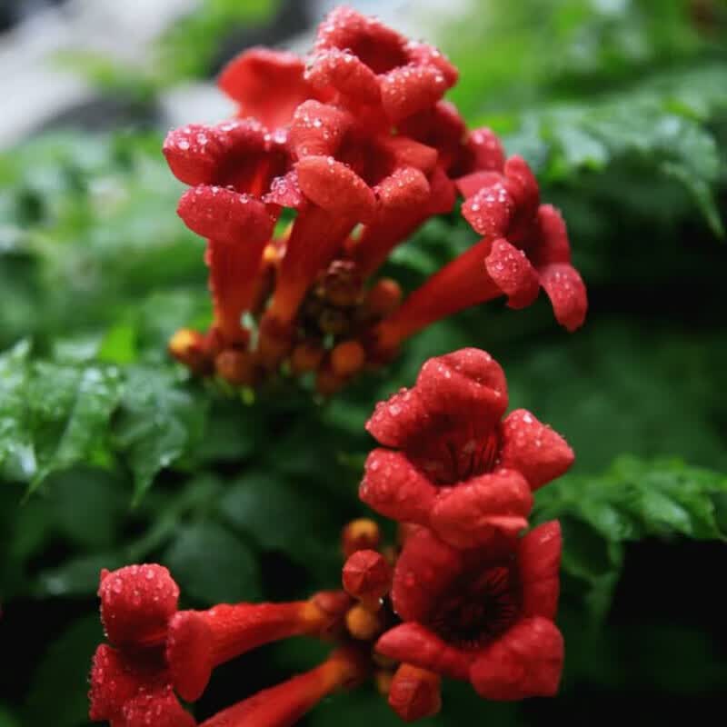 攀爬树桩俄罗斯炮仗庭院阳台四季开花卉浓香 1cm粗美国凌霄(偏红色)