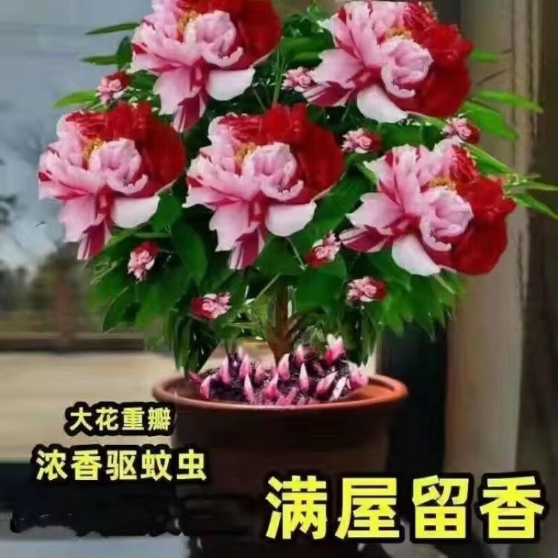 花边【吉祥如意】浓香四季开花 精品【开花35-40朵】
