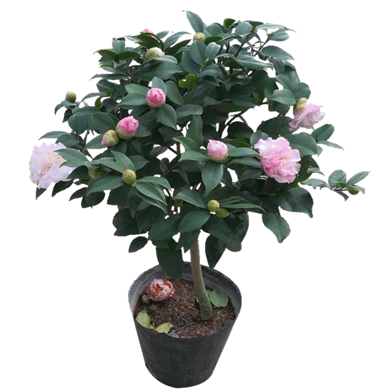 ����� �軨�� �ļ���ֲ ɽ�軨����ͥԺ�ͺ��Ի���/Լ1CM��Դͷֱ��